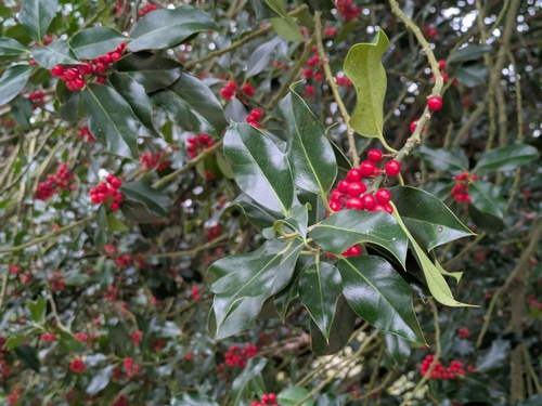 European holly