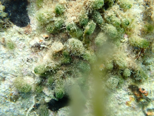Dasycladus vermicularis