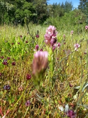 Castilleja densiflora densiflora