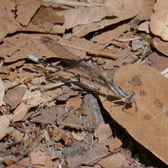 Argia munda