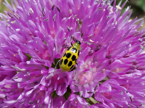 Spotted Cucumber Beetle