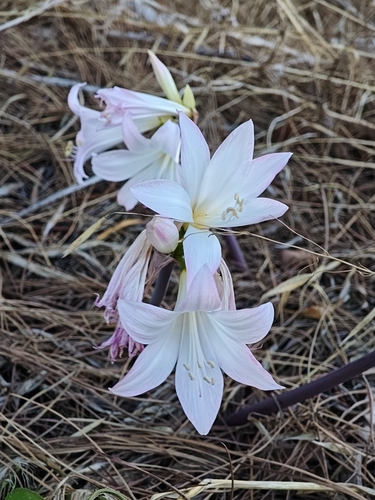 Belladonna Lily