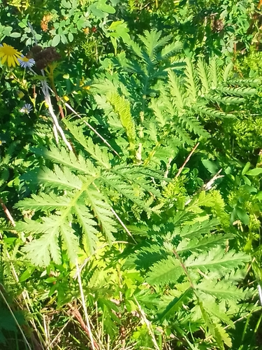 tansy