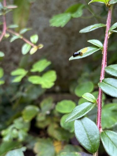 Cherry Slug Sawfly