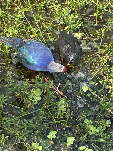 Gray-headed Swamphen