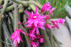 Aporocactus flagelliformis