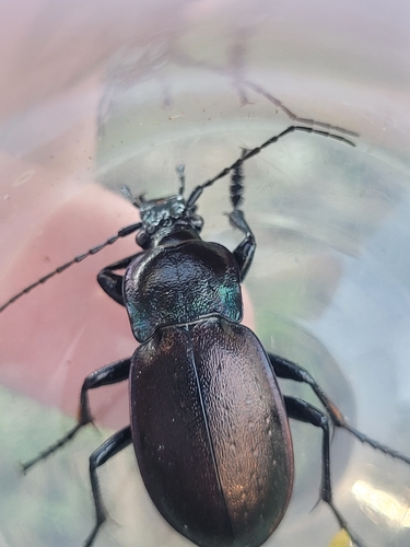 Bronze Ground Beetle