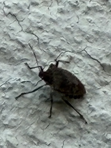Brown Marmorated Stink Bug