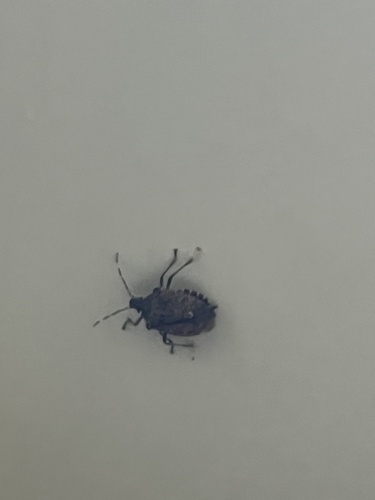 Brown Marmorated Stink Bug