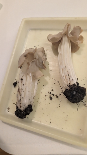 White Saddle