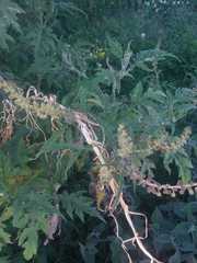 Ambrosia arborescens