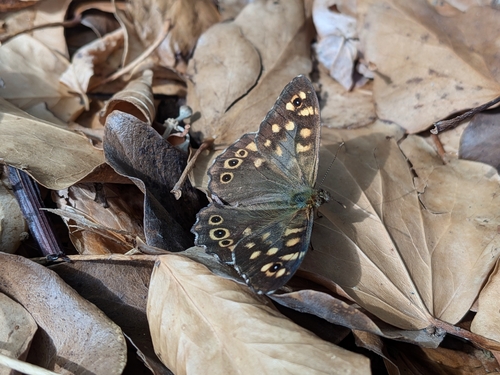 Speckled Wood