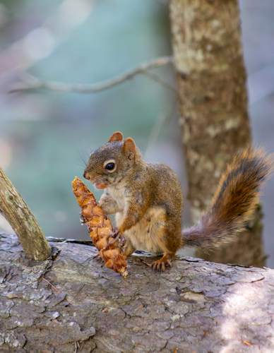 American Red Squirrel