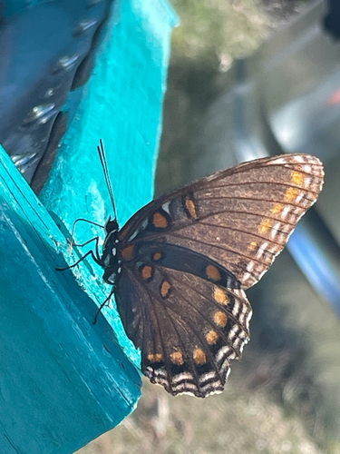 Red-spotted Admiral