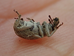 Panscopus torpidus