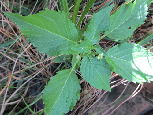 Mercurialis annua, photograph 1
