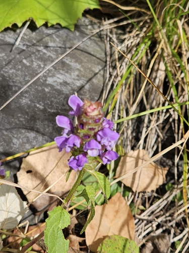 common selfheal