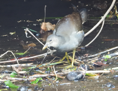 Eurasian Moorhen