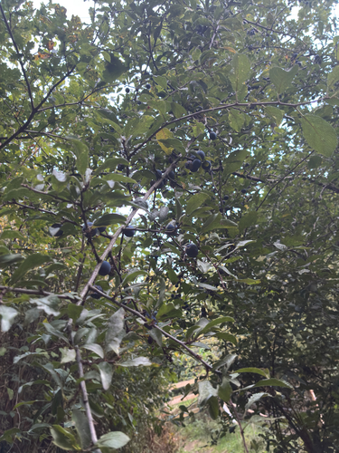 Blackthorn