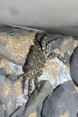 Marbled Crab