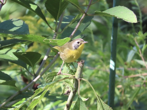 Common Yellowthroat