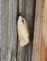 Leucocnemis perfundis