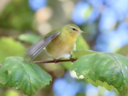Tennessee Warbler