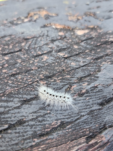 Hickory Tussock Moth