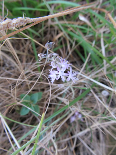 Prospero autumnale, photograph 3