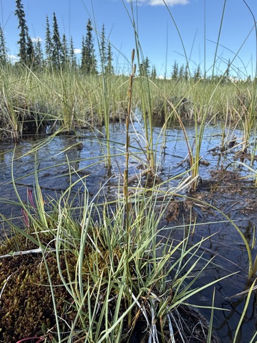 Triglochin palustris, photograph 6