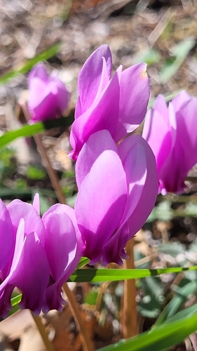 Ivy-leaved cyclamen