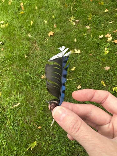 Blue Jay