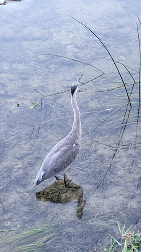 Grey Heron