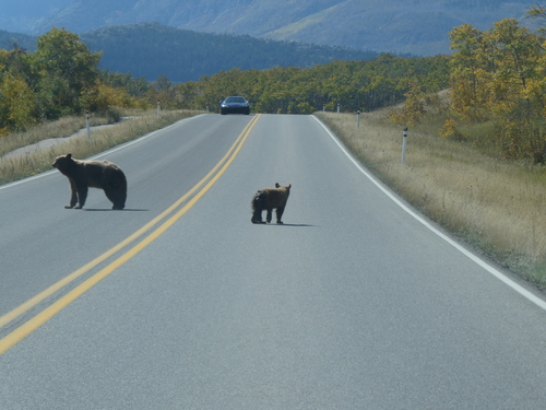 Black Bear sighting near Improvement District No. 4