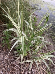 Arundo donax versicolor