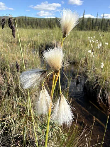 Thinleaf cottonsedge (Eriophorum viridicarinatum)