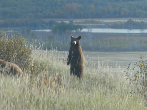 Black Bear sighting near Improvement District No. 4