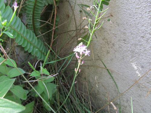 Prospero autumnale, photograph 4