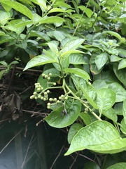 Heliotropium sarmentosum