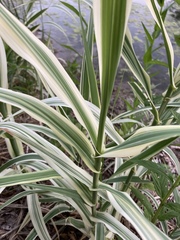 Arundo donax versicolor