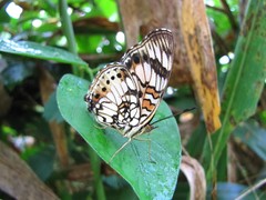 Junonia sophia sophia