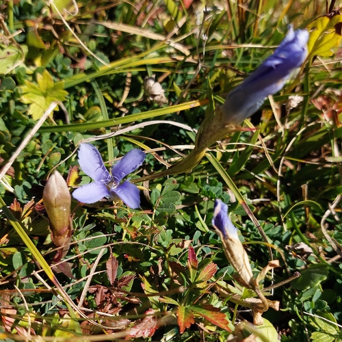 Fringe-flowered Gentian