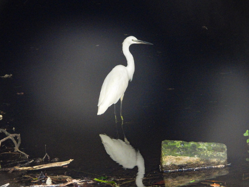 Western Little Egret