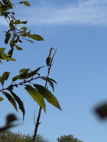 Green Heron