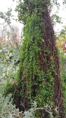 Tetragonia implexicoma