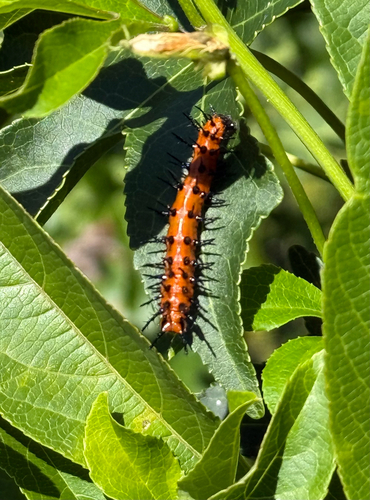 Gulf Fritillary