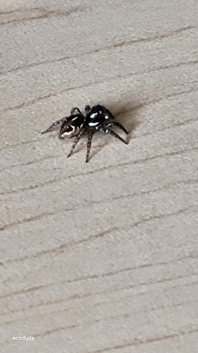 Twin-flagged Jumping Spider