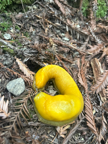 California Banana Slug