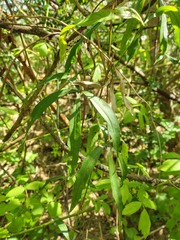 Cissus palmata