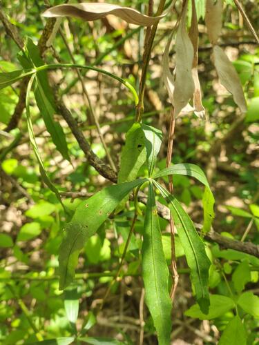 Cissus palmata, photograph 2